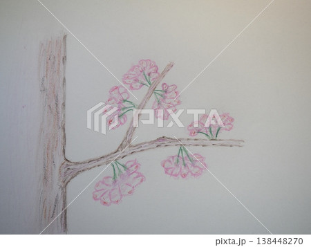 サクラの花びら 138448270