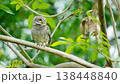 Spotted Owlet, Athene brama Perched in Lush Tropical Forest with Green Background 138448840