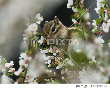 白い花を食べるシマリス 138448874