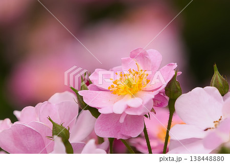 美しい薔薇 美しい薔薇 138448880
