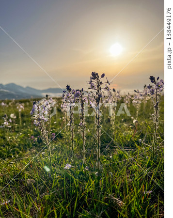 Blooming wild flowers on alpine meadow with picturesque view of green hills in rays of sunset. 138449176