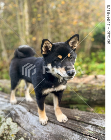 A black Shiba Inu dog stands on an old log in an autumn forest landscape. 138449178
