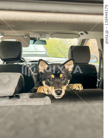 A Shiba Inu puppy looks out from the back seat of a car in natural light. A Shiba Inu puppy looks out from the back seat of a car in natural light. 138449179