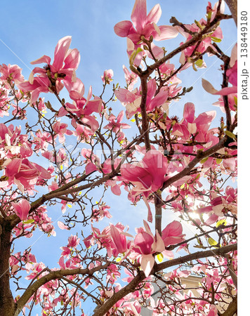 Blooming pink magnolia tree against blue sky, spring floral background Blooming pink magnolia tree against blue sky, spring floral background 138449180
