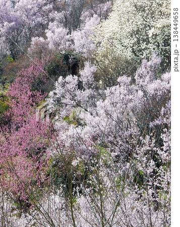百花繚乱「福島・花見山」の春 百花繚乱「福島・花見山」の春 138449658