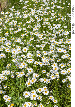 Blooming summer daisies on a warm summer day 138449685