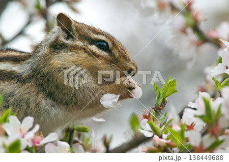 花びらを食べるシマリス 138449688