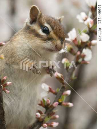 ユスラウメを前に考えるシマリス 138449691