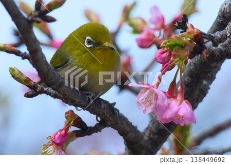 桜の花の蜜を吸うメジロ 桜の花の蜜を吸うメジロ 138449692