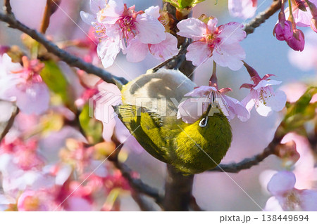 満開の桜の蜜を吸うメジロ 満開の桜の蜜を吸うメジロ 138449694
