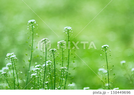 爽やかなナズナ 138449696