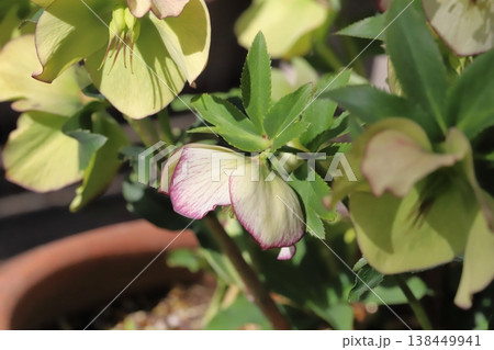 早春の庭に咲く淡い緑色の花びらに赤い縁取りのあるクリスマスローズの花 138449941