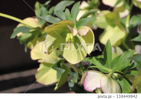 早春の庭に咲く淡い緑色の花びらに赤い縁取りのあるクリスマスローズの花 早春の庭に咲く淡い緑色の花びらに赤い縁取りのあるクリスマスローズの花 138449942