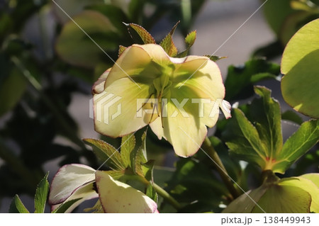 早春の庭に咲く淡い緑色の花びらに赤い縁取りのあるクリスマスローズの花 138449943