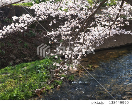 奈良 生駒 竜田川の桜 奈良 生駒 竜田川の桜 138449990