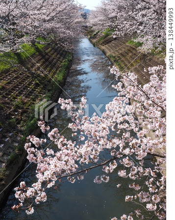 奈良　生駒　竜田川の桜 138449993