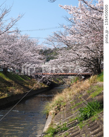 奈良 生駒 竜田川の桜 奈良 生駒 竜田川の桜 138450000