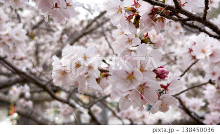 やわらかな光に包まれた桜の花 やわらかな光に包まれた桜の花 138450036