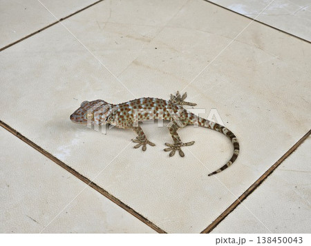 This is gecko with colorful skin This is gecko with colorful skin 138450043