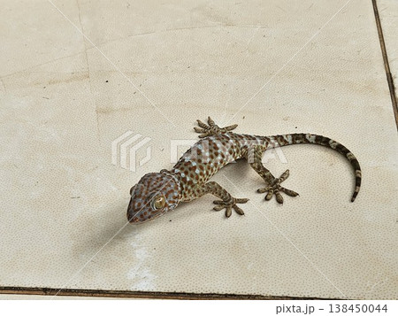 This is gecko with colorful skin  138450044