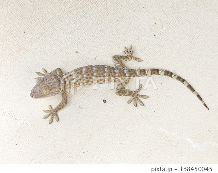 This is gecko with colorful skin  138450045