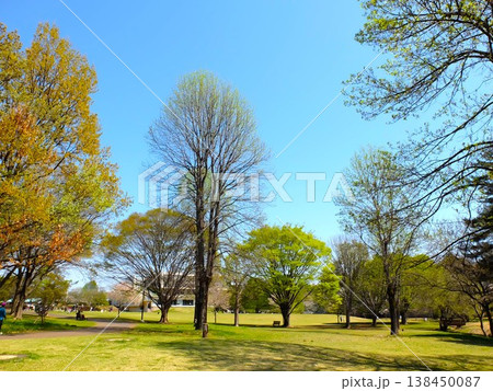春の和光樹林公園 春の和光樹林公園 138450087