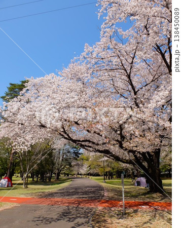春の和光樹林公園 春の和光樹林公園 138450089