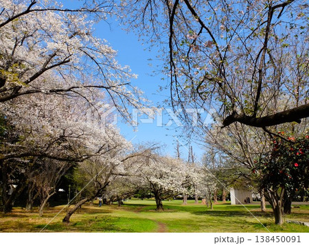 春の和光樹林公園 春の和光樹林公園 138450091