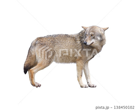 gray wolves isolated on white background 138450102