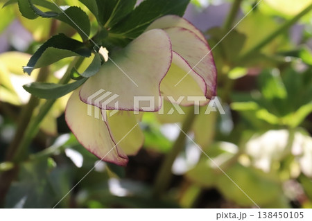早春の庭に咲く薄い緑色の花びらに赤紫色の縁取りのあるクリスマスローズの花 138450105