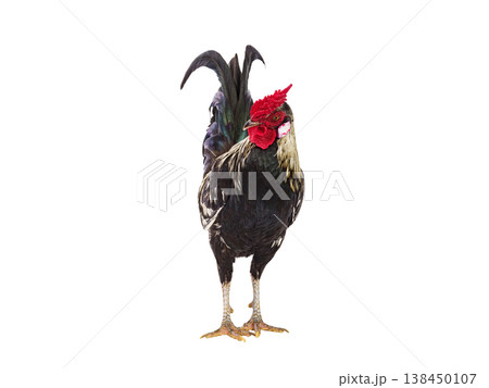 rooster isolated on white background rooster isolated on white background 138450107