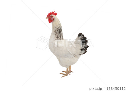 white chicken isolated on white background 138450112