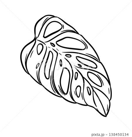 Hand-drawn monstera leaf on a white background. Vector sketch of tropical foliage. Line drawing of a palm leaf, imitating an engraving. Hand-drawn monstera leaf on a white background. Vector sketch of tropical foliage. Line drawing of a palm leaf, imitating an engraving. 138450134