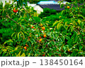 Persimmon tree with Ripe orange persimmons fruit in autumn garden in Korea 138450164
