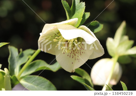 早春の庭に咲く白からごく薄い緑色の花びらを持つクリスマスローズの花 早春の庭に咲く白からごく薄い緑色の花びらを持つクリスマスローズの花 138450219