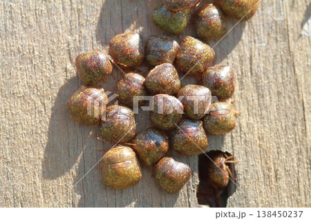 集団で越冬したと思われるマルカメムシのクローズアップ 138450237