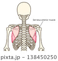 前鋸筋の解剖学イラスト 138450250