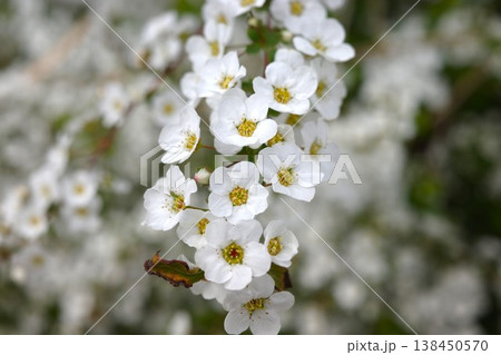 春の陽光に輝く白いユキヤナギの花のアップ 138450570