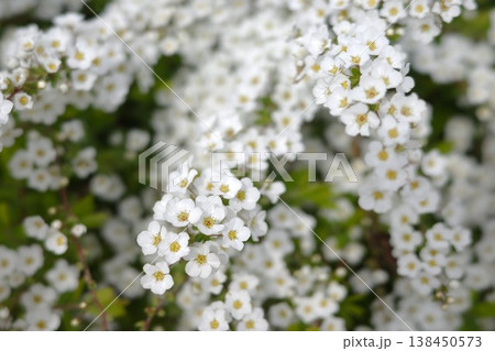 満開に咲き誇る白いユキヤナギの花のアップ 満開に咲き誇る白いユキヤナギの花のアップ 138450573