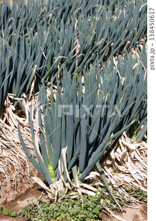 収穫間近の長ネギ畑 138450617