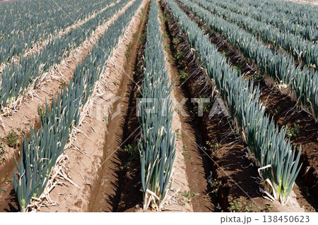 収穫間近の長ネギ畑 138450623