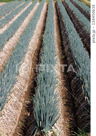 収穫間近の長ネギ畑 138450638