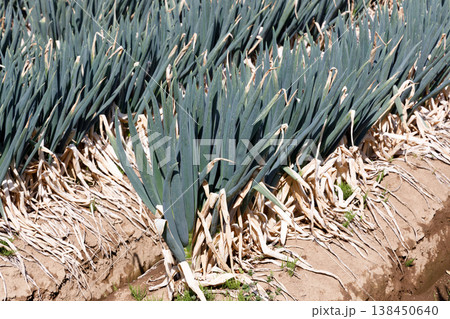 収穫間近の長ネギ畑 138450640