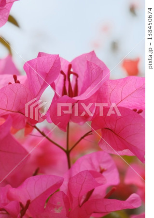 鮮やかな一輪の花 鮮やかな一輪の花 138450674