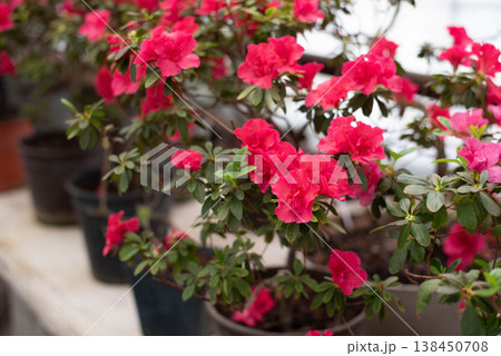 Flowering bright pink azalea, genus rhododendron. Wallpaper. Space for text. High quality photo Flowering bright pink azalea, genus rhododendron. Wallpaper. Space for text. High quality photo 138450708