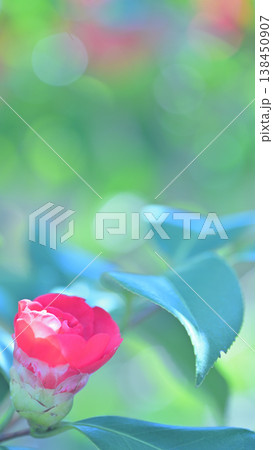 やわらかな光のなか花をひらく椿　春の背景素材 138450907