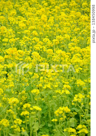 菜の花畑の風景 菜の花畑の風景 138450998