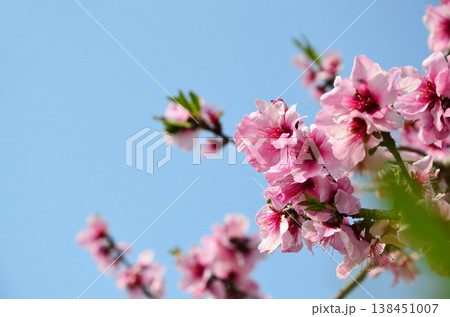 桜によく似たアーモンドの花 桜によく似たアーモンドの花 138451007