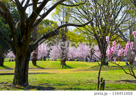 桜が咲く春の鶴見緑地公園の風景 桜が咲く春の鶴見緑地公園の風景 138451008