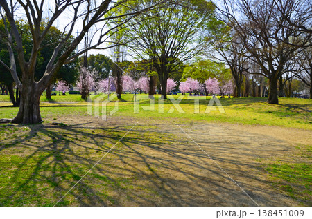 桜が咲く春の鶴見緑地公園の風景 桜が咲く春の鶴見緑地公園の風景 138451009